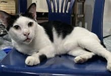 Chon Buri man threatens neighbour with gun in cat-related dispute | Thaiger