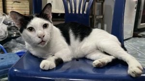 Chon Buri man threatens neighbour with gun in cat-related dispute | Thaiger