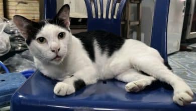 Chon Buri man threatens neighbour with gun in cat-related dispute | Thaiger