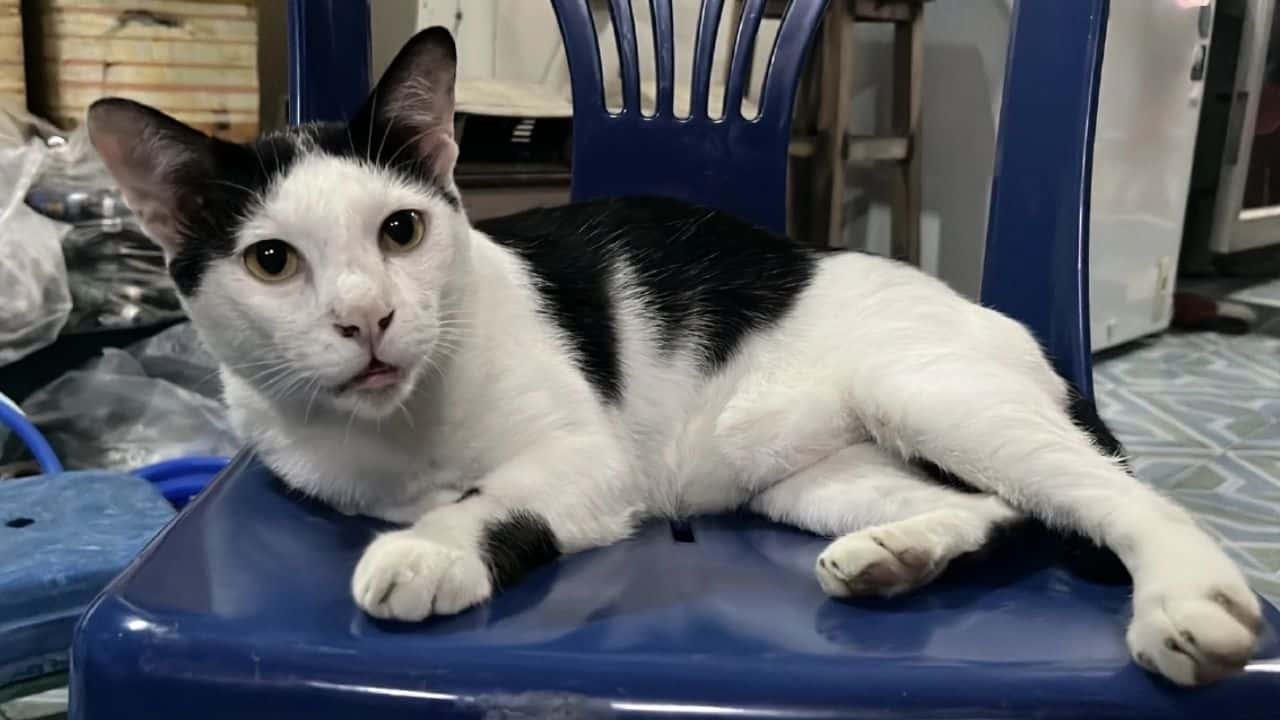 Chon Buri man threatens neighbour with gun in cat-related dispute | Thaiger