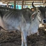 Elderly woman fatally trampled by cow in Buriram province | Thaiger