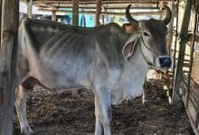 Elderly woman fatally trampled by cow in Buriram province | Thaiger