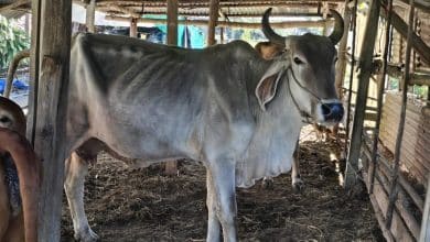 Elderly woman fatally trampled by cow in Buriram province | Thaiger