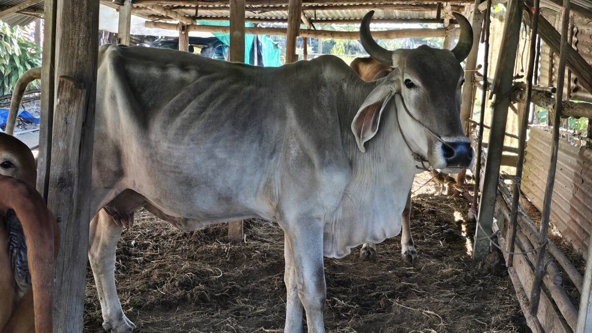 Elderly woman fatally trampled by cow in Buriram province | Thaiger