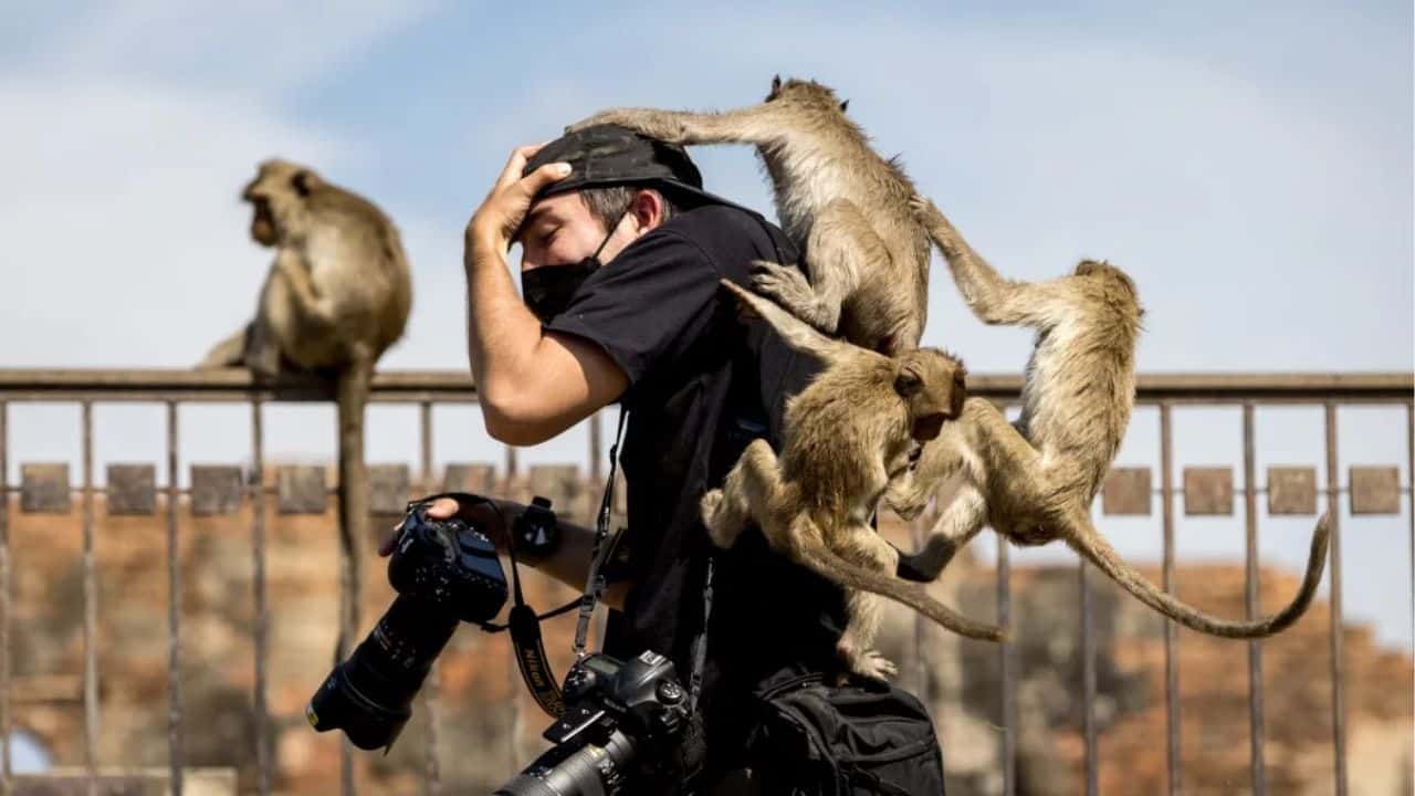 A photographer surrounded by playful macaques