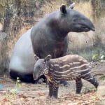 Khao Kheow Zoo invites public to help name newborn tapir calf | Thaiger