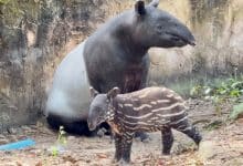 Khao Kheow Zoo invites public to help name newborn tapir calf | Thaiger