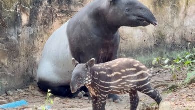 Khao Kheow Zoo invites public to help name newborn tapir calf | Thaiger