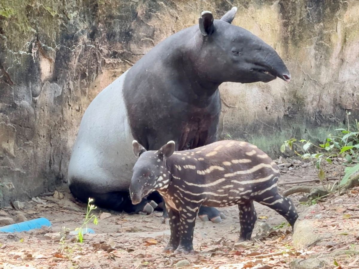 Khao Kheow Zoo invites public to help name newborn tapir calf | Thaiger