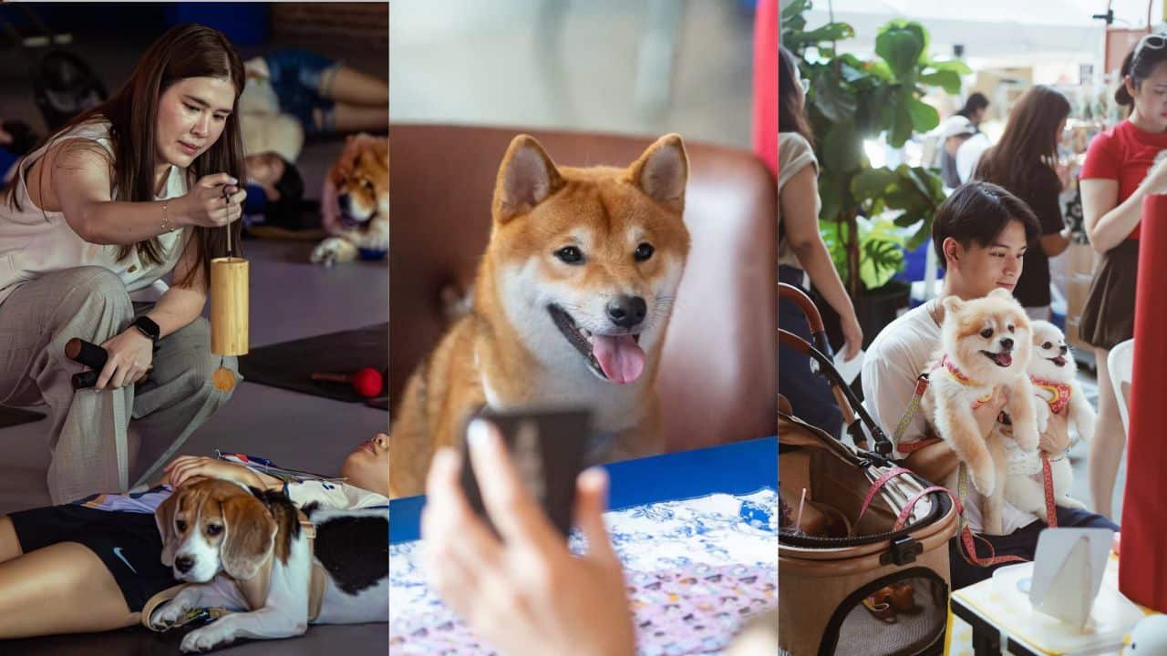 Pawfect Gathering at Slowcombo Bangkok