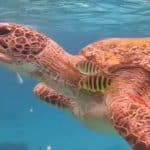 Tourist wanted for feeding wristband to sea tutle in Similan Islands | Thaiger