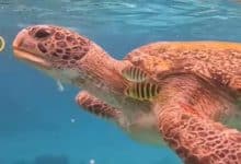 Tourist wanted for feeding wristband to sea tutle in Similan Islands | Thaiger