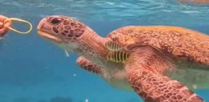 Tourist wanted for feeding wristband to sea tutle in Similan Islands | Thaiger