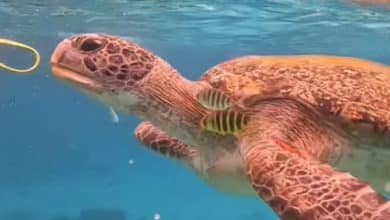 Tourist wanted for feeding wristband to sea tutle in Similan Islands | Thaiger