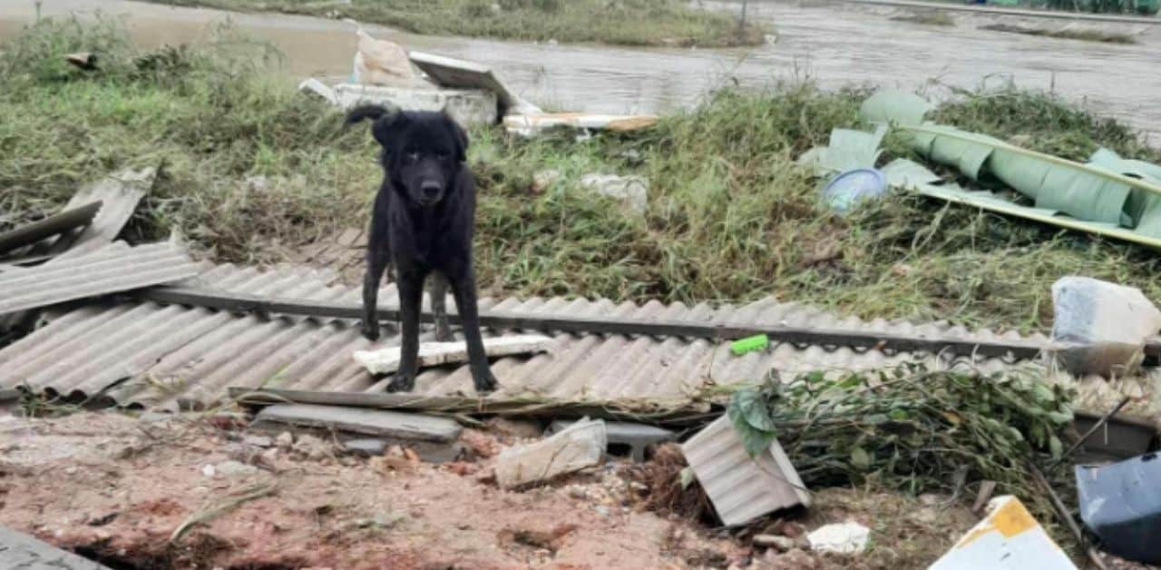 Thai man found his dogs after he had to abandon them in floods