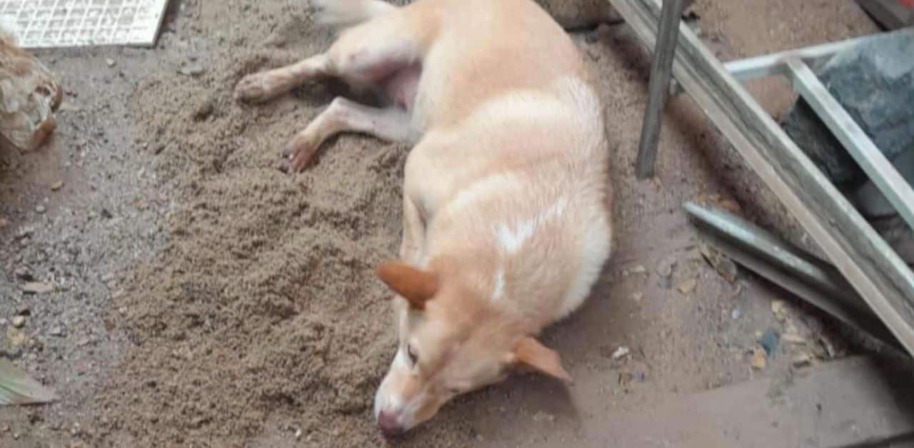 Thai man reunites with pet dogs after floods