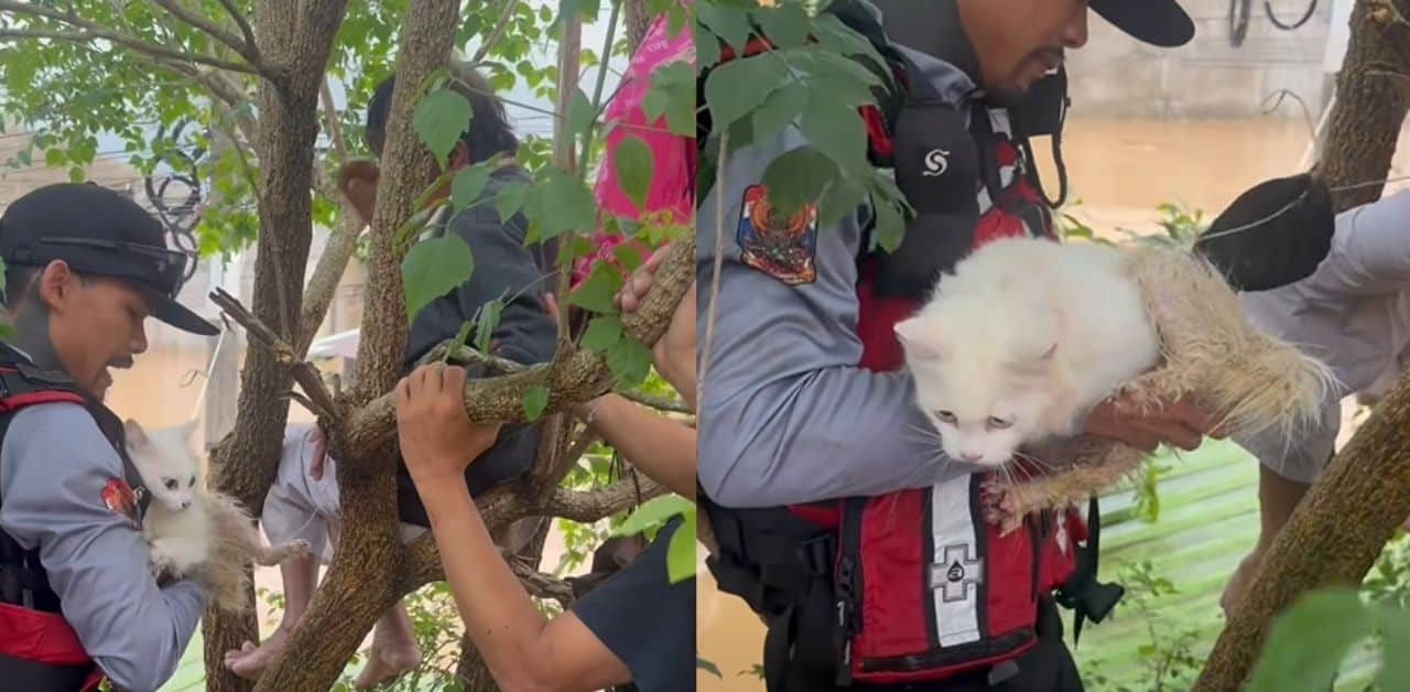 Elderly woman strucked in floods with pet cat