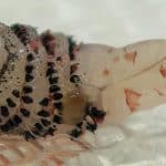 Insect larva removed from patient in Bangkok, expert says no threat to locals | Thaiger