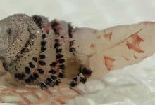 Insect larva removed from patient in Bangkok, expert says no threat to locals | Thaiger