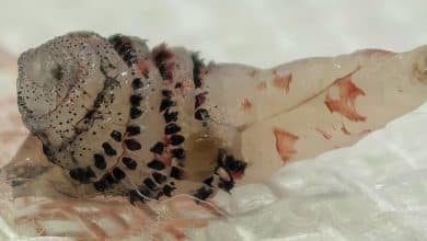 Insect larva removed from patient in Bangkok, expert says no threat to locals | Thaiger