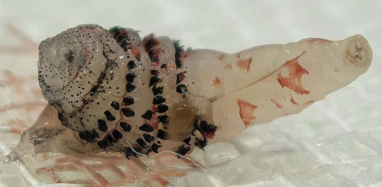 Insect larva removed from patient in Bangkok, expert says no threat to locals | Thaiger