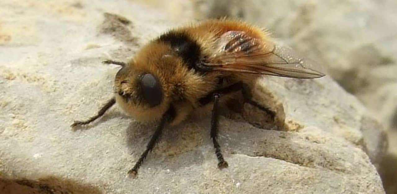 Botfly patient sparks panic in Bangkok