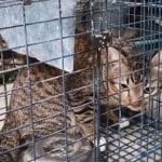 Retired policewoman in Saraburi seeks new home for wild cat after serious attack | Thaiger