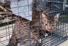 Retired policewoman in Saraburi seeks new home for wild cat after serious attack | Thaiger