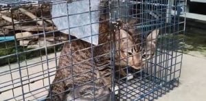 Retired policewoman in Saraburi seeks new home for wild cat after serious attack | Thaiger