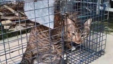 Retired policewoman in Saraburi seeks new home for wild cat after serious attack | Thaiger