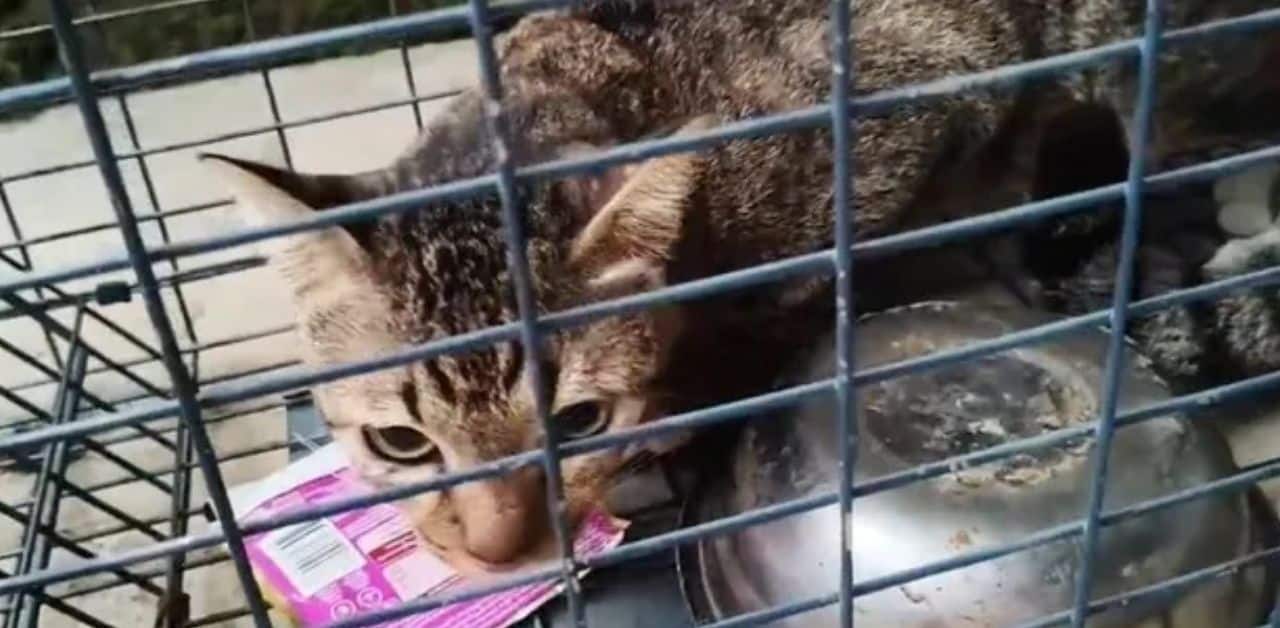 Thai woman attacked by wild cat she attempted to pet