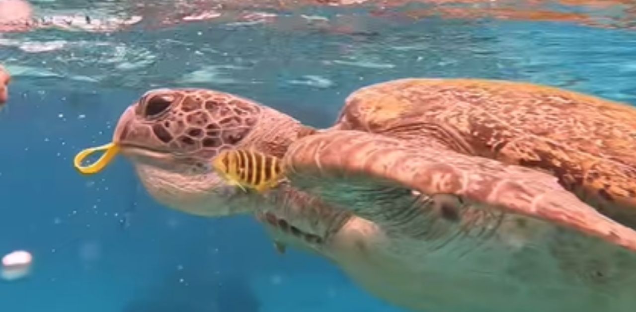 Turtle eats wristband