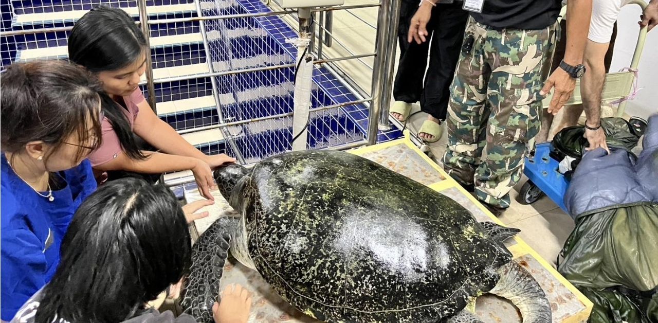 Sea turtle rescued after eating wristband