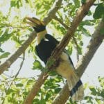 Rare great hornbill spotted in Chiang Mai after 10 years | Thaiger