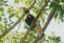 Rare great hornbill spotted in Chiang Mai after 10 years | Thaiger