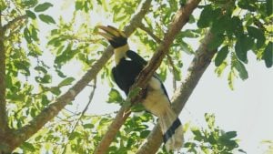 Rare great hornbill spotted in Chiang Mai after 10 years | Thaiger