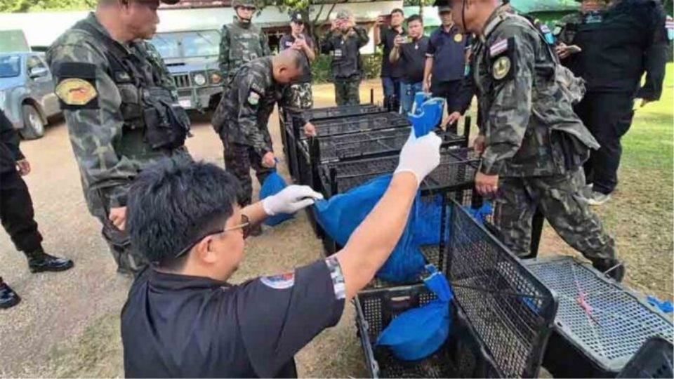 143 macaques rescued in Sa Kaeo border smuggling raid | News by Thaiger