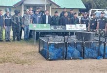 143 macaques rescued in Sa Kaeo border smuggling raid | Thaiger
