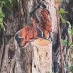 Northern Thailand Naga sighting sparks lottery frenzy | Thaiger