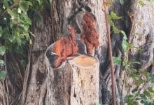 Northern Thailand Naga sighting sparks lottery frenzy | Thaiger