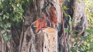 Northern Thailand Naga sighting sparks lottery frenzy | Thaiger