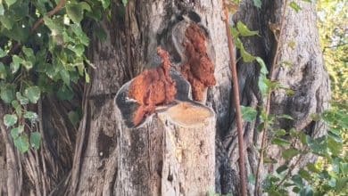 Northern Thailand Naga sighting sparks lottery frenzy | Thaiger