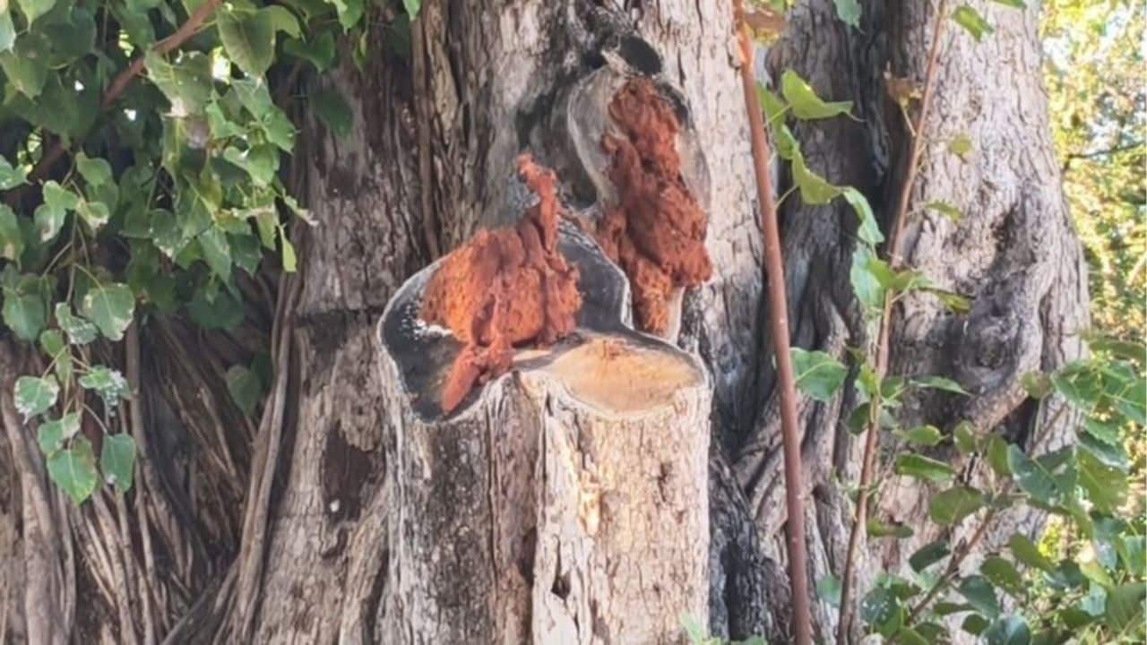 Northern Thailand Naga sighting sparks lottery frenzy | Thaiger