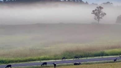 More cold weather and heavy rain forecasted for Thailand | Thaiger