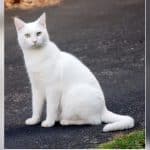 Thai cat breeds officially declared national pet treasures | Thaiger