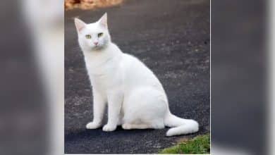 Thai cat breeds officially declared national pet treasures | Thaiger