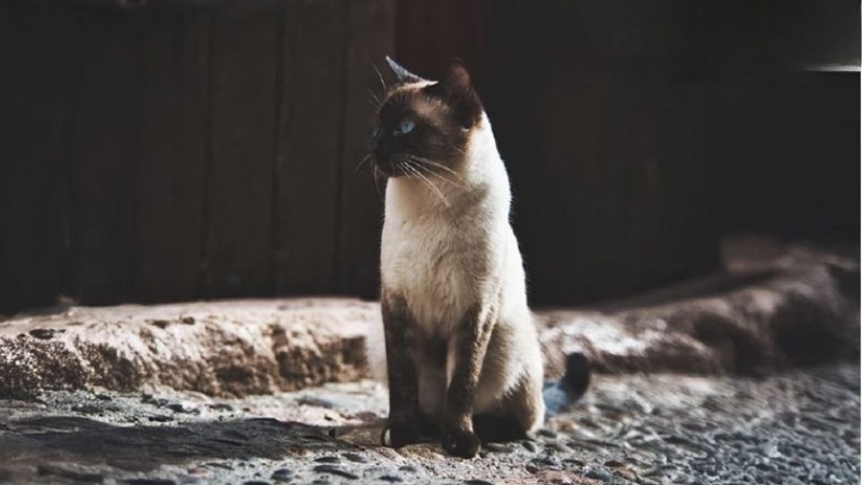 Thai cat breeds officially declared national pet treasures | News by Thaiger