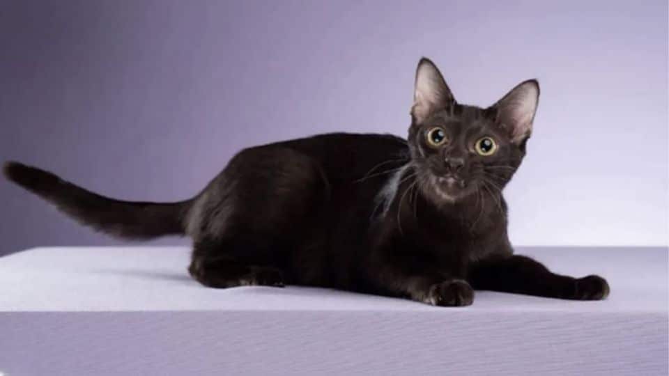 Thai cat breeds officially declared national pet treasures | News by Thaiger