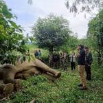 Elephant electrocuted near Phetchaburi national park | Thaiger