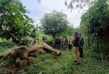 Elephant electrocuted near Phetchaburi national park | Thaiger